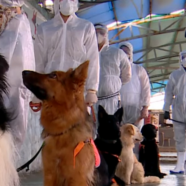 Οι εκπαιδευμένοι για να ανιχνεύουν τον κορoνοϊό σκύλοι της Τεχεράνης
