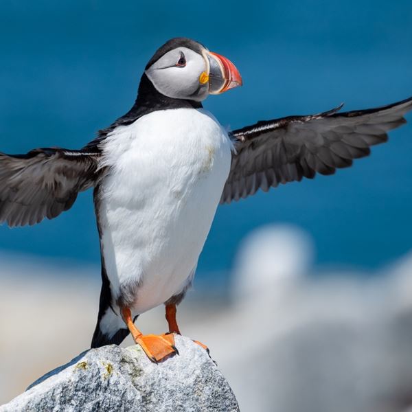 Αν θέλεις να μετράς θαλάσσιους παπαγάλους και να δουλεύεις, αυτή είναι η ευκαιρία σου