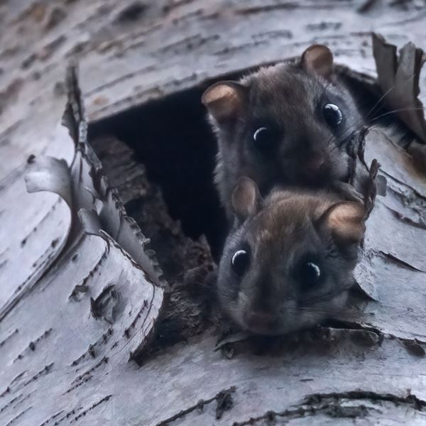 Γιατί κάποια ζώα φωσφορίζουν