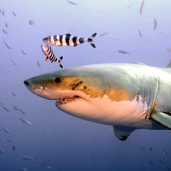 Τι συνέβη και ένα μεγάλο γκρουπ λευκών καρχαριών συγκεντρώθηκε στην Φλόριντα