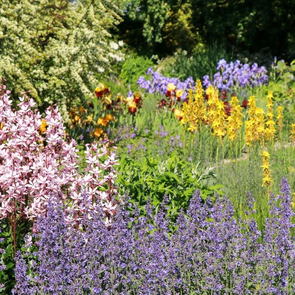 Αυτό είναι το πιο ανθεκτικό φυτό εκεί έξω - Aν του βάλεις φωτιά, δεν καίγεται