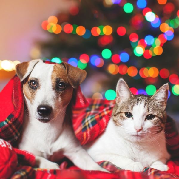 Αθόρυβα Πυροτεχνήματα | Η νέα πρωτοβουλία της Ειδικής Γραμματείας για την Προστασία των Ζώων Συντροφιάς