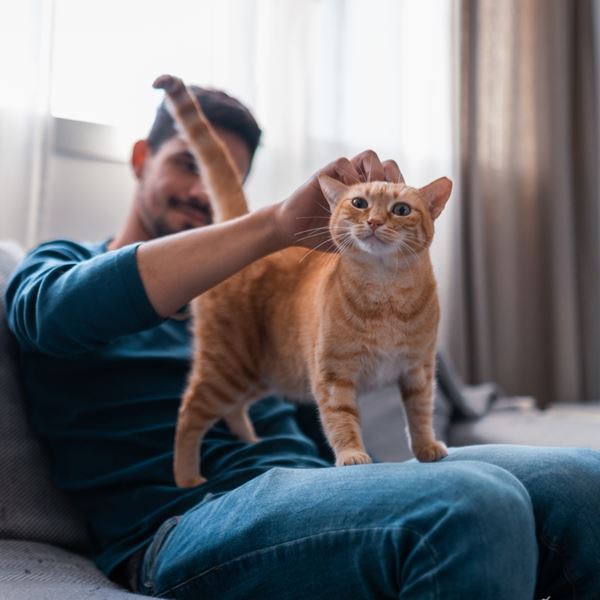 Τι θα πάθει η γάτα σου αν της νιαουρίζεις