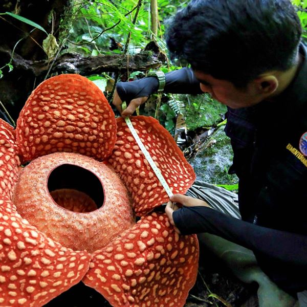 Το μεγαλύτερο λουλούδι στον πλανήτη έχει την χειρότερη μυρωδιά στον κόσμο