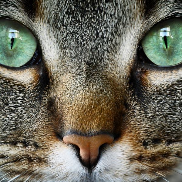 Έτσι βλέπουν τον κόσμο τα ζώα