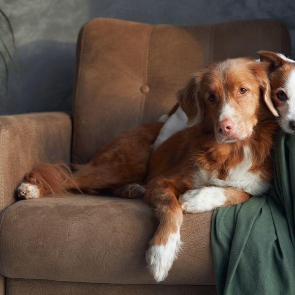 Ήξερες ότι ένας σκύλος μπορεί να κάνει πιο δελεαστική την αγορά ενός ακινήτου;