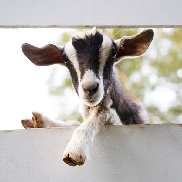 Κι όμως, οι κατσίκες καταλαβαίνουν αν είμαστε χαρούμενοι ή στενοχωρημένοι από τη φωνή μας