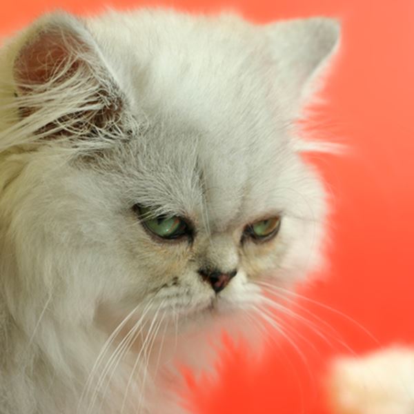 Ο γάτος που γύρισε από το κρύο, 5 χρόνια μετά την εξαφάνισή του