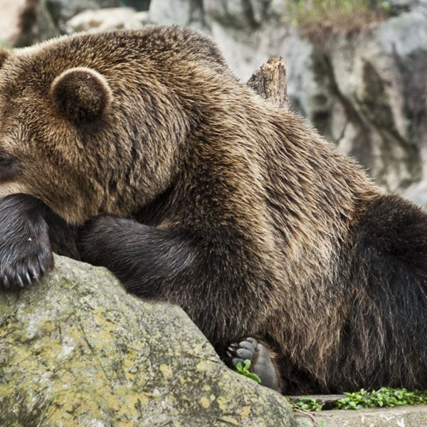 Πώς η χειμερία νάρκη των ζώων διδάσκει μακροζωία στους ανθρώπους