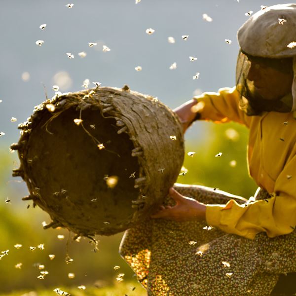 Ποιο είναι το Honeyland που είναι υποψήφιο σε δύο κατηγορίες για Όσκαρ