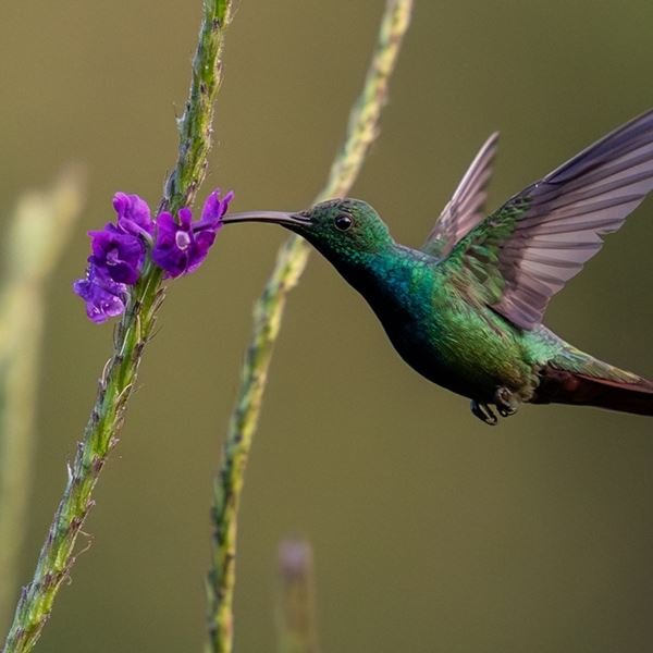 Αυτό είναι το μοναδικό πουλί που πετάει και προς τα πίσω