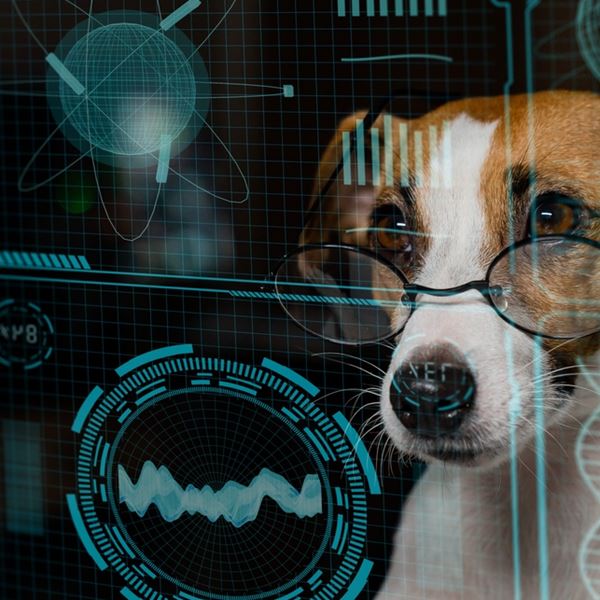 Tι μπορεί να κάνει το ChatGPT για το κατοικίδιό σου