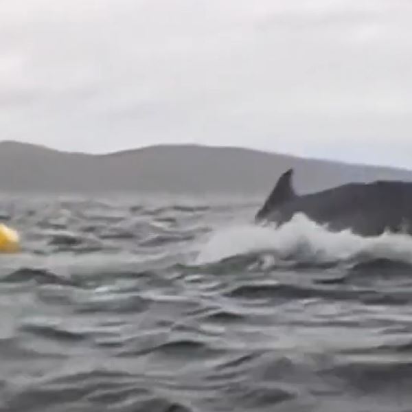 Φάλαινα κατάπιε άνθρωπο σε καγιάκ και το έχουμε σε βίντεο