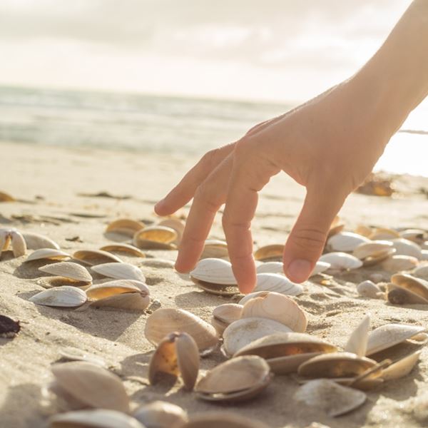 Γιατί δεν πρέπει να μαζεύουμε κοχύλια από την παραλία, σύμφωνα με την επιστήμη