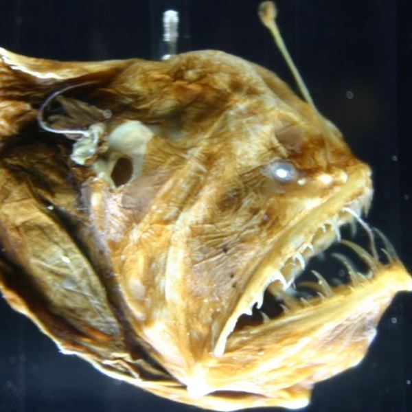 O "μαύρος διάβολος" βγήκε στην επιφάνεια και υπάρχει video