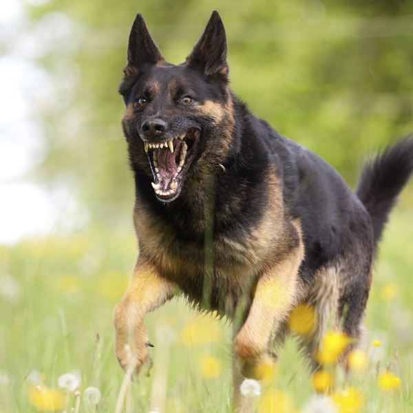 Τι πρέπει να κάνεις αν σε πλησιάσει επιθετικός σκύλος