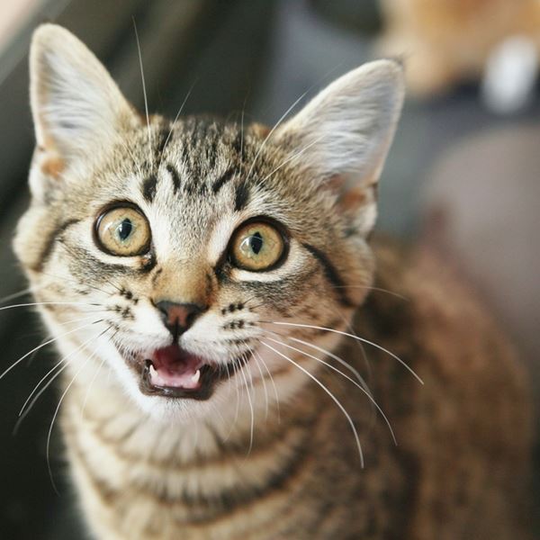 Γιατί νιαουρίζει συνέχεια η γάτα σου;